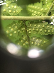 Dryopteris × triploidea