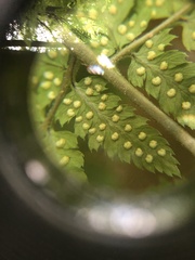 Dryopteris × triploidea