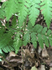 Dryopteris × triploidea