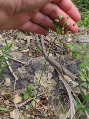 Allium canadense lavandulare