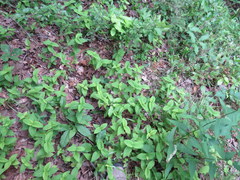 Monarda bradburiana