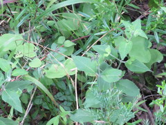Pycnanthemum curvipes