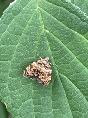 Choreutis hyligenes