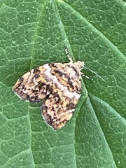 Choreutis hyligenes
