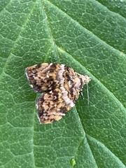 Choreutis hyligenes
