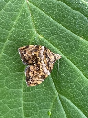 Choreutis hyligenes
