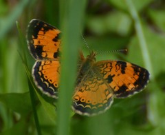 Media resource of Phyciodes tharos