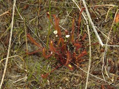 Drosera linearis