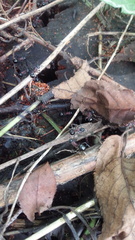 Polyrhachis lamellidens