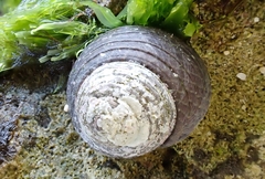 Chlorodiloma adelaidae