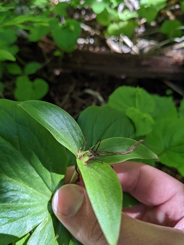 Image of Trillium crassifolium by no rights reserved