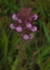 Orthocarpus bracteosus