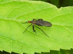 Rhamphomyia longicauda