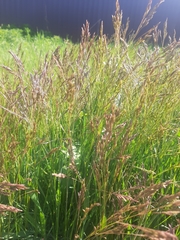 Poa subfastigiata