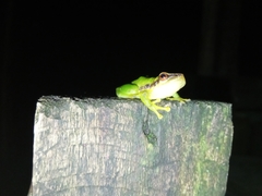 Pristimantis omeviridis