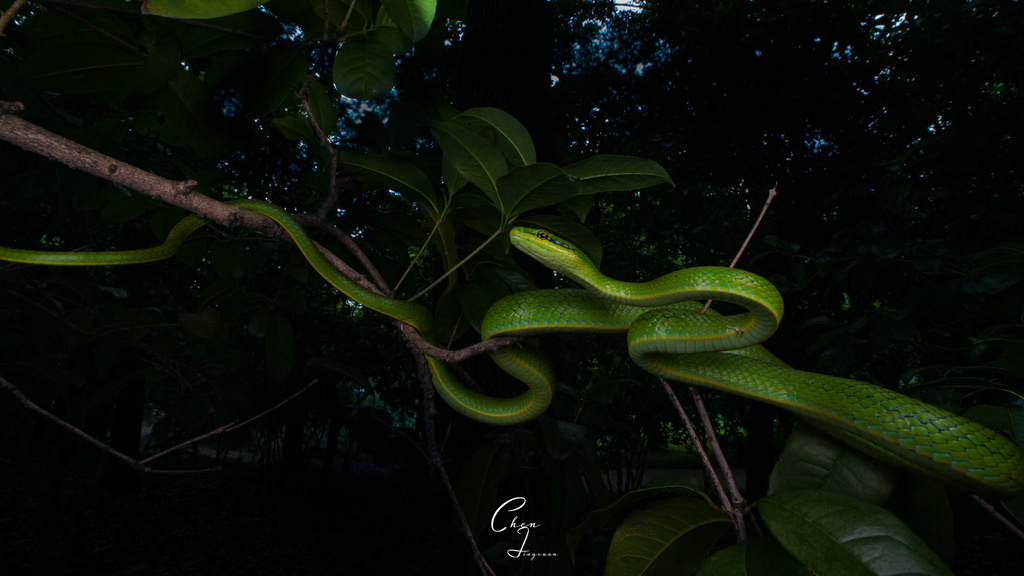 Rein Snake from Lin'an, Hangzhou, Zhejiang, CN on June 03, 2022 at 10: ...