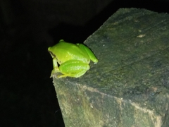 Pristimantis omeviridis