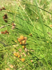 Carex cristatella