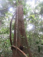 Cedrelinga cateniformis