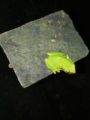 Pristimantis omeviridis