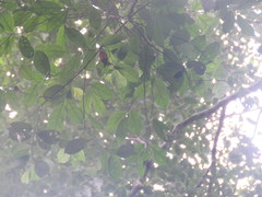 Cedrelinga cateniformis