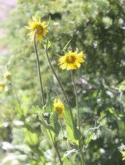 Helianthella