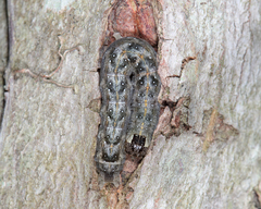 Lithophane patefacta