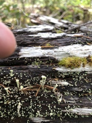Cladonia carneola