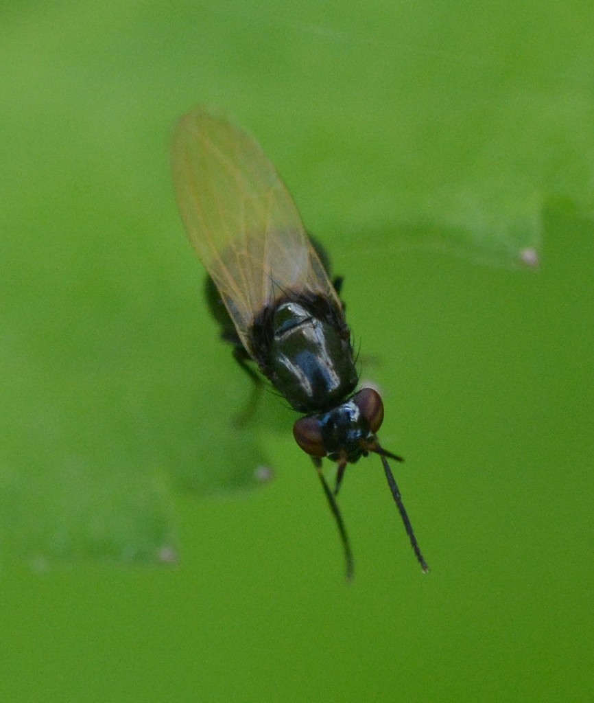 Lauxania shewelli