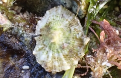 Siphonaria zelandica