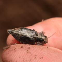 Phaenops