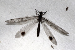 Glenoleon meteoricus