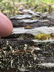 Cladonia carneola
