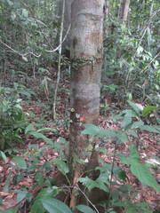 Unonopsis floribunda