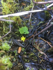 Ranunculus lapponicus