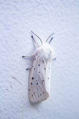 Spilosoma lubricipeda