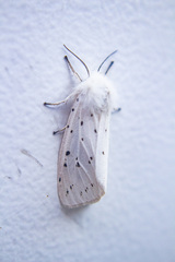 Spilosoma lubricipeda