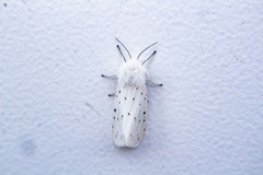 Spilosoma lubricipeda