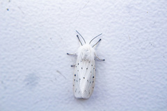 Spilosoma lubricipeda