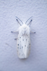 Spilosoma lubricipeda