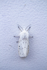 Spilosoma lubricipeda