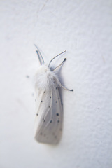 Spilosoma lubricipeda