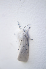 Spilosoma lubricipeda
