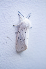 Spilosoma lubricipeda