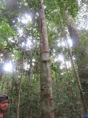 Brosimum alicastrum bolivarense