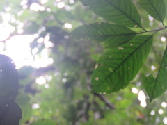 Brosimum alicastrum bolivarense