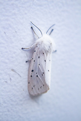 Spilosoma lubricipeda