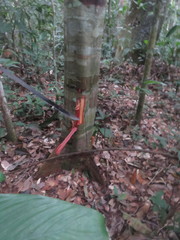 Brosimum alicastrum bolivarense