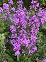Hesperis matronalis