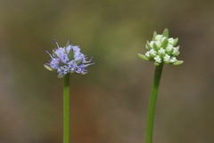 Eryngium baldwinii